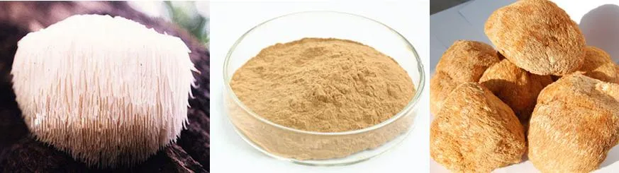 Hericium Erinaceus Extract Monkey Head Mushroom 30% Polysaccharides