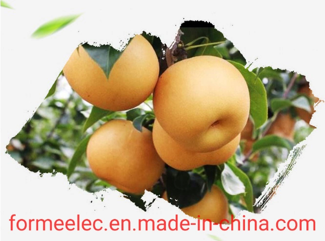 Chinese Fruit Pear Autumn Moon Pear Qiu Yue Pear Qiuyue Pear