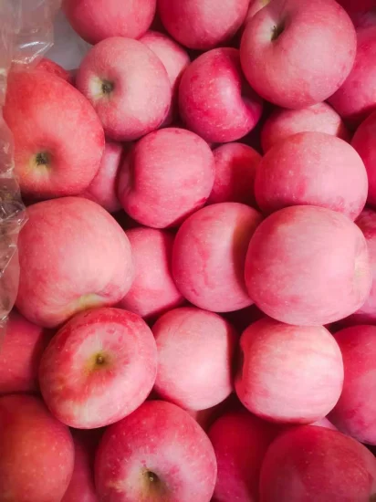 Высококачественные красные свежие фрукты премиум-класса, вкусные сладкие яблоки FUJI оптом