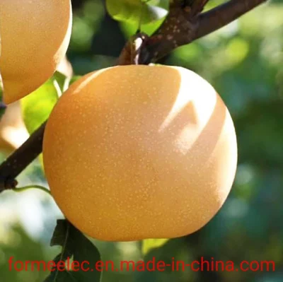 Китайская фруктовая груша Осенняя лунная груша Груша Цю Юэ Груша Цююэ